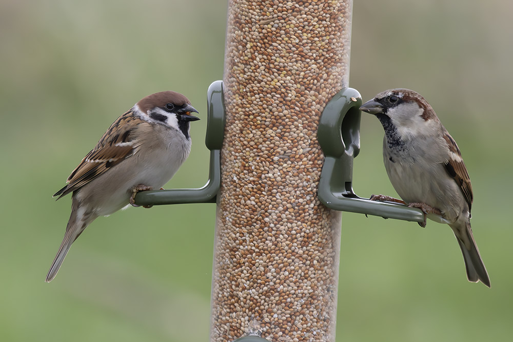 Tree and house sparrows